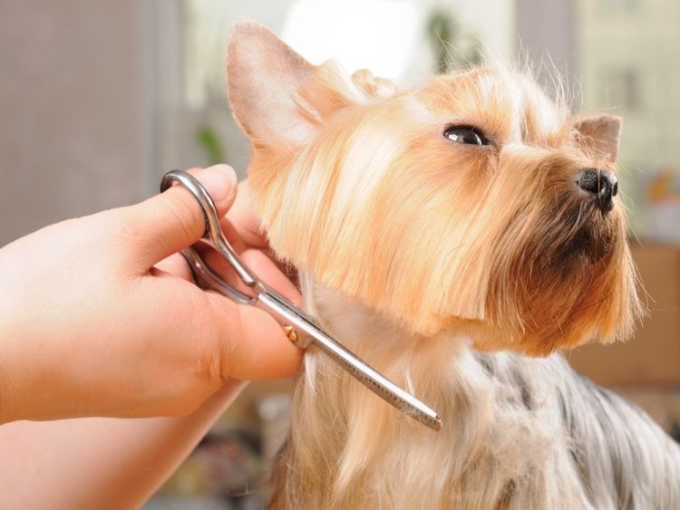 Professional Pet Grooming