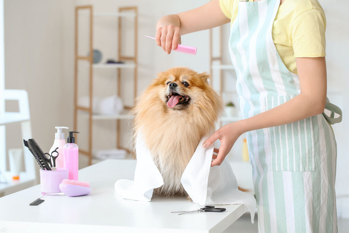 A professionally groomed dog with a pristine coat and stylish cut, looking happy and refreshed after a luxurious grooming session at Ropeqee